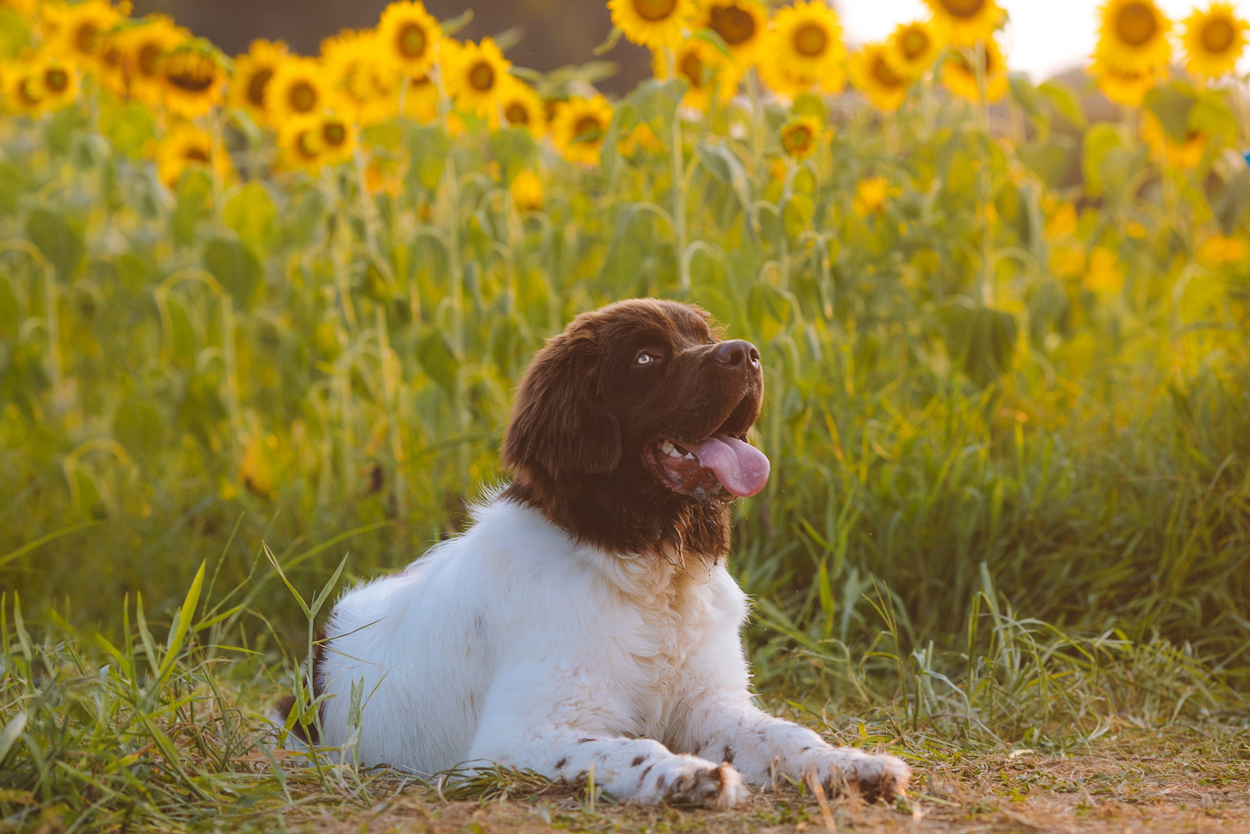 What’s The Best Age to Spay a Female Newfoundland?