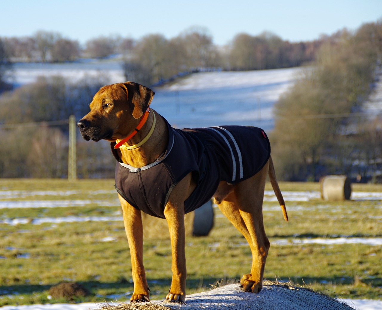 what age to neuter rhodesian ridgeback 2