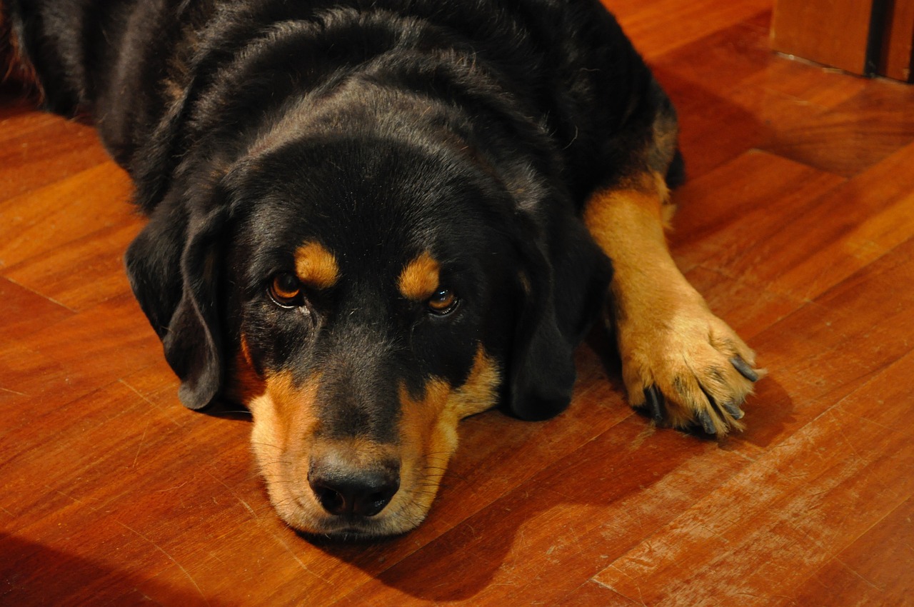 Can a Rottweiler Live in An Apartment?