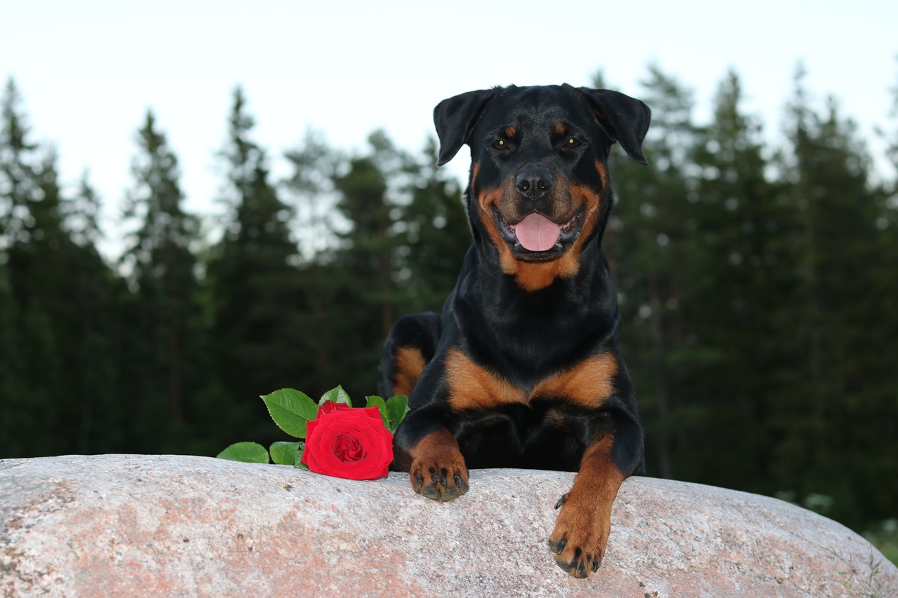 what age should I spay my rottweiler? 2