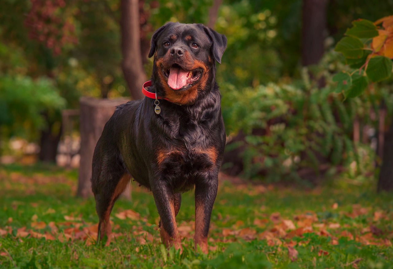 what age to neuter a male rottweiler? 2