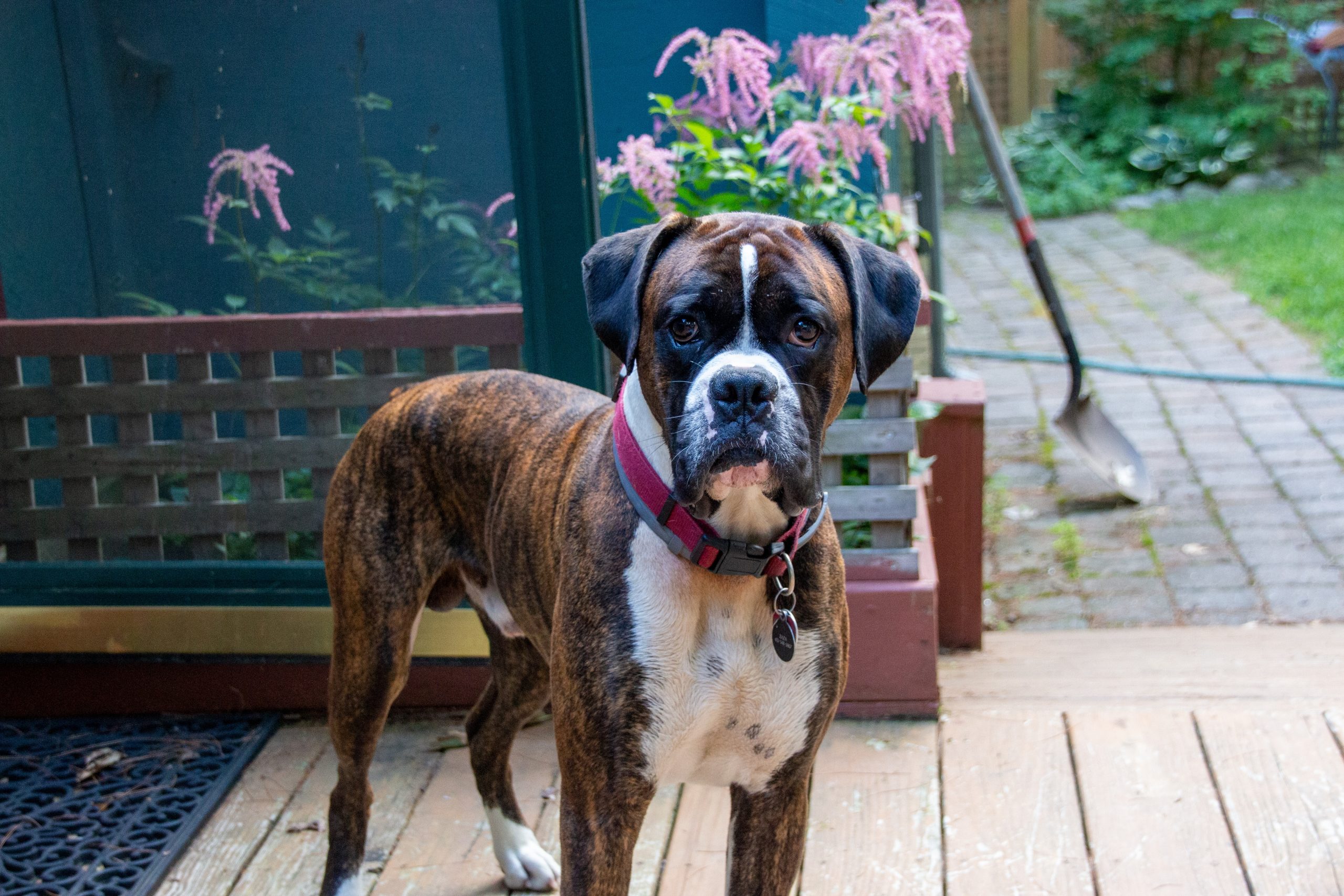 How Much Does a Boxer Bark?