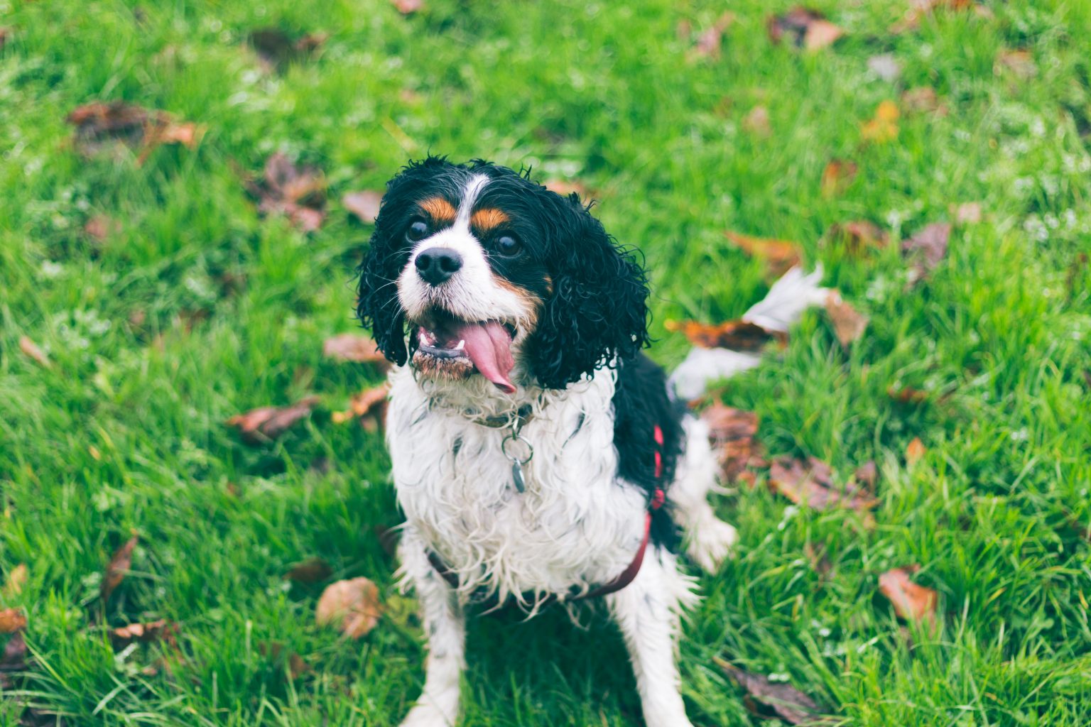 Picture Idea: 10 Medium Breed Dogs With The Longest Life Spans