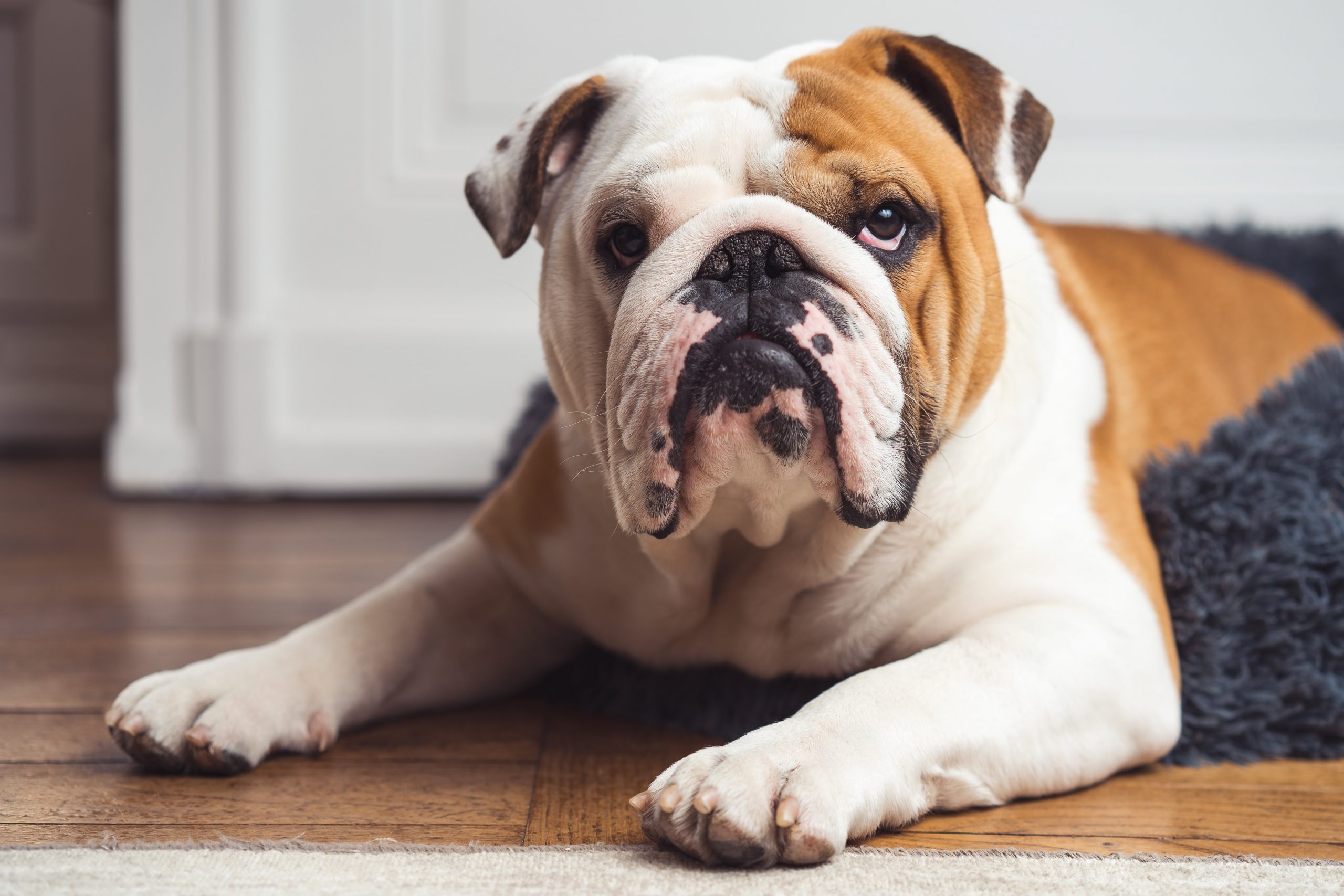 Best diet for english hot sale bulldogs