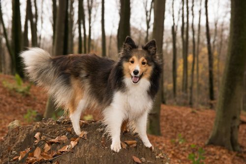 Ideal Diet for Shelties - The Ultimate Shelties Feeding Guide