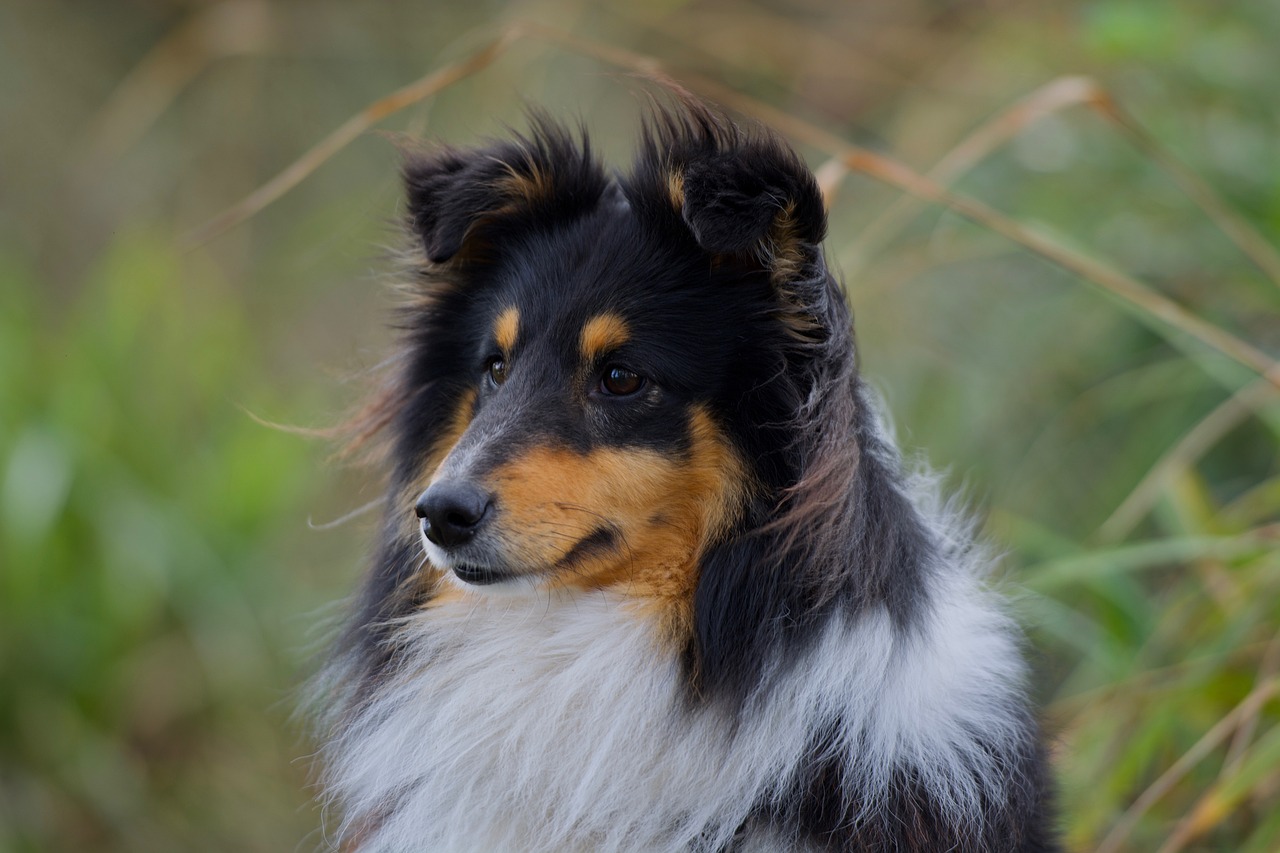 How Much Exercise Does a Sheltie Dog Need? Essential Tips