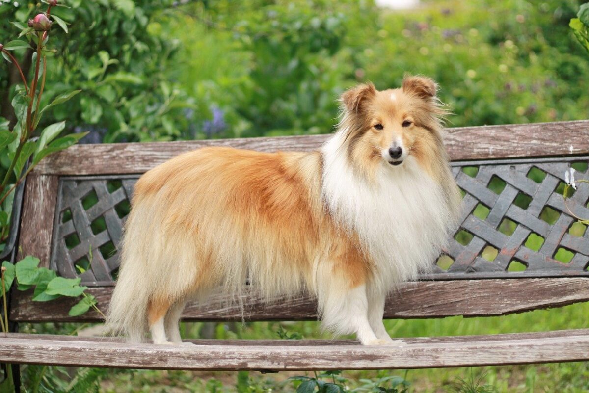 The 20 Perfect Behaved Canine Breeds