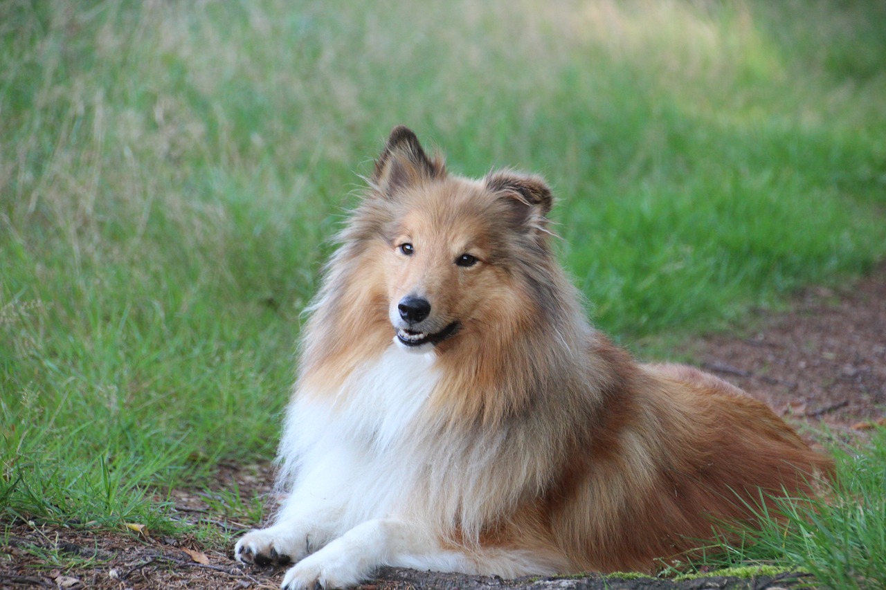 How Much Does a Sheltie Bark?