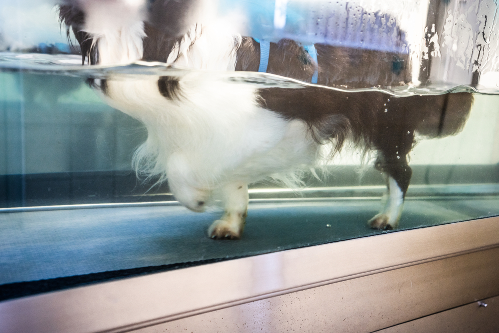 Hydrotherapy for dog allergies