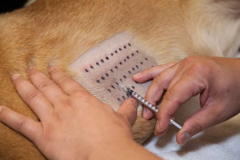 injections antiallergiques pour les chiens