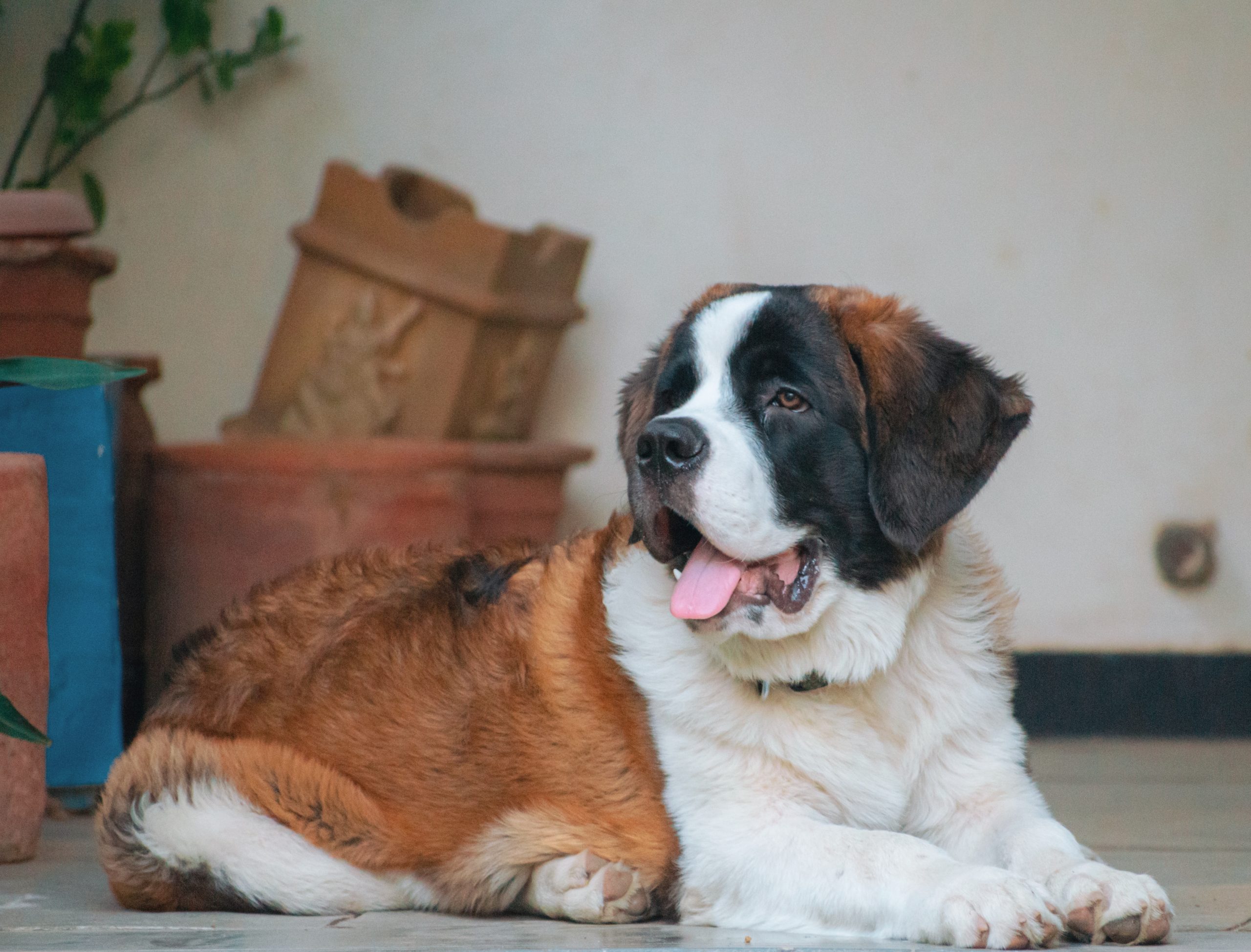 Ideal Diet for St. Bernards The Ultimate St. Bernard Feeding Guide