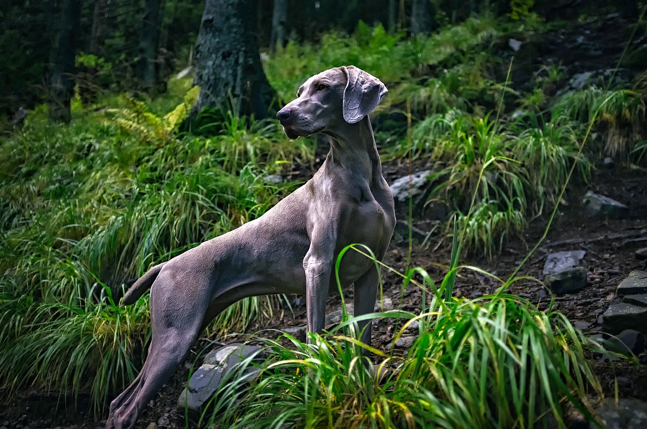 Weimaraner