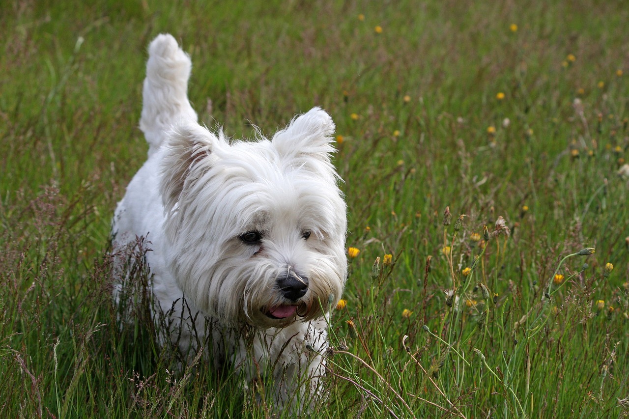 Can a Westie Live in An Apartment?