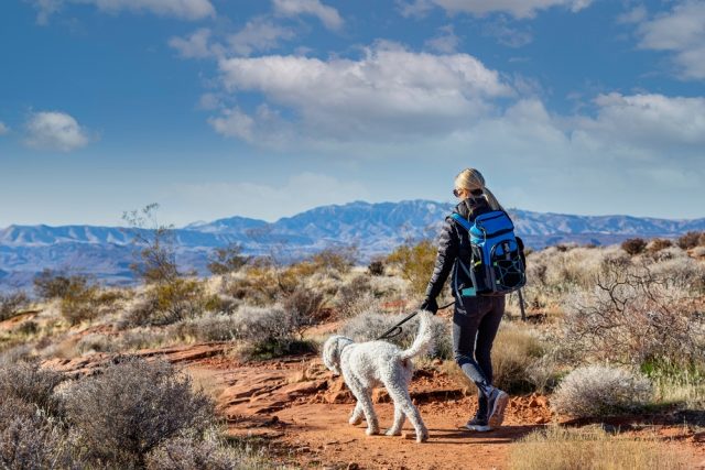 Dog Friendly Chandler