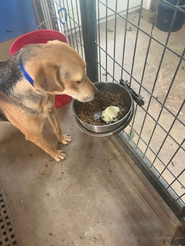 Dog eating food donation