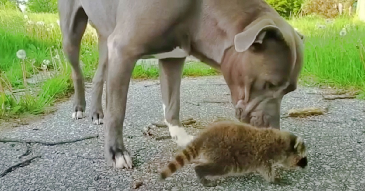 Pit Bull Trains Orphaned Baby Raccoons To Care For Themselves In The Wild