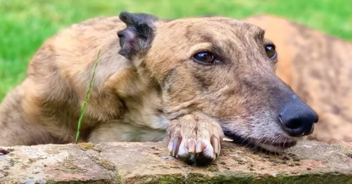 Once Kept As Livestock, Dog Isn’t Sure She Can Handle Life Inside A House