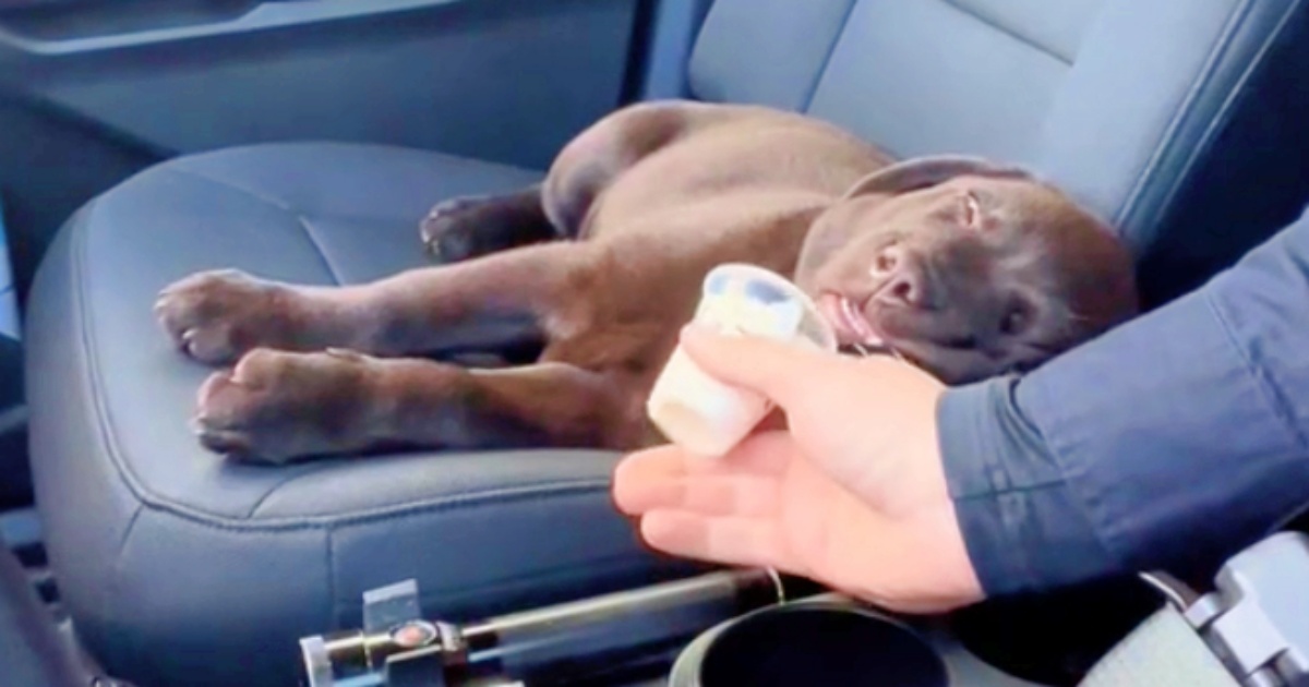 Whiff Of ‘Whipped Cream Goodness’ Rouses Police Puppy From Deep Sleep