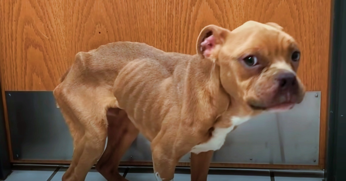 Pittie That Was Pulled From Trash Turns Into Deliciously Chubby Boy
