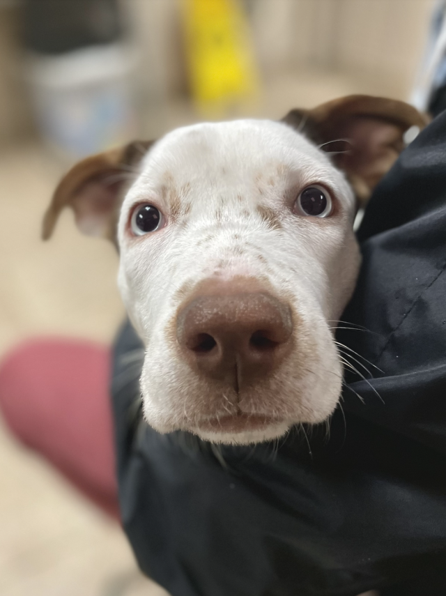 Greater Birmingham Humane Society dog