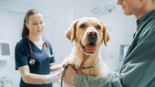 Happy dog at vet