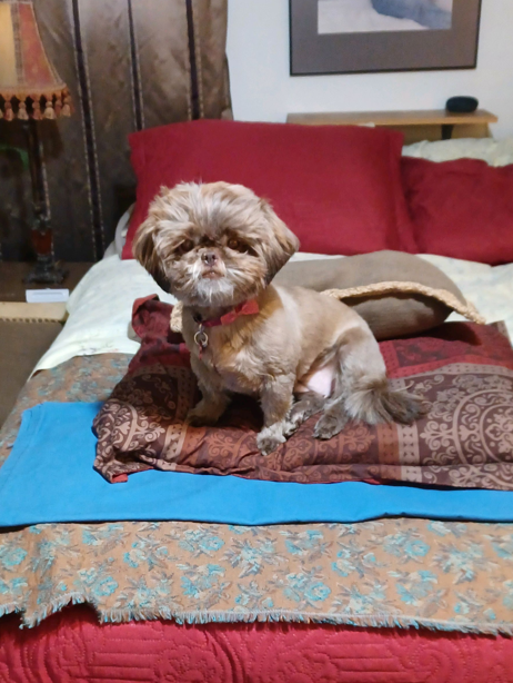 Rescue dog on bed