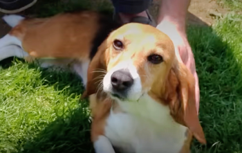 Dog Used For Testing Experiences A Gentle Touch & Grass Beneath Her Feet