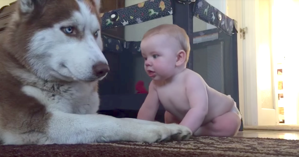 Husky Attempts To ‘Act Tough’ With Baby, But Rolled Over With Joy When Baby Pets Him