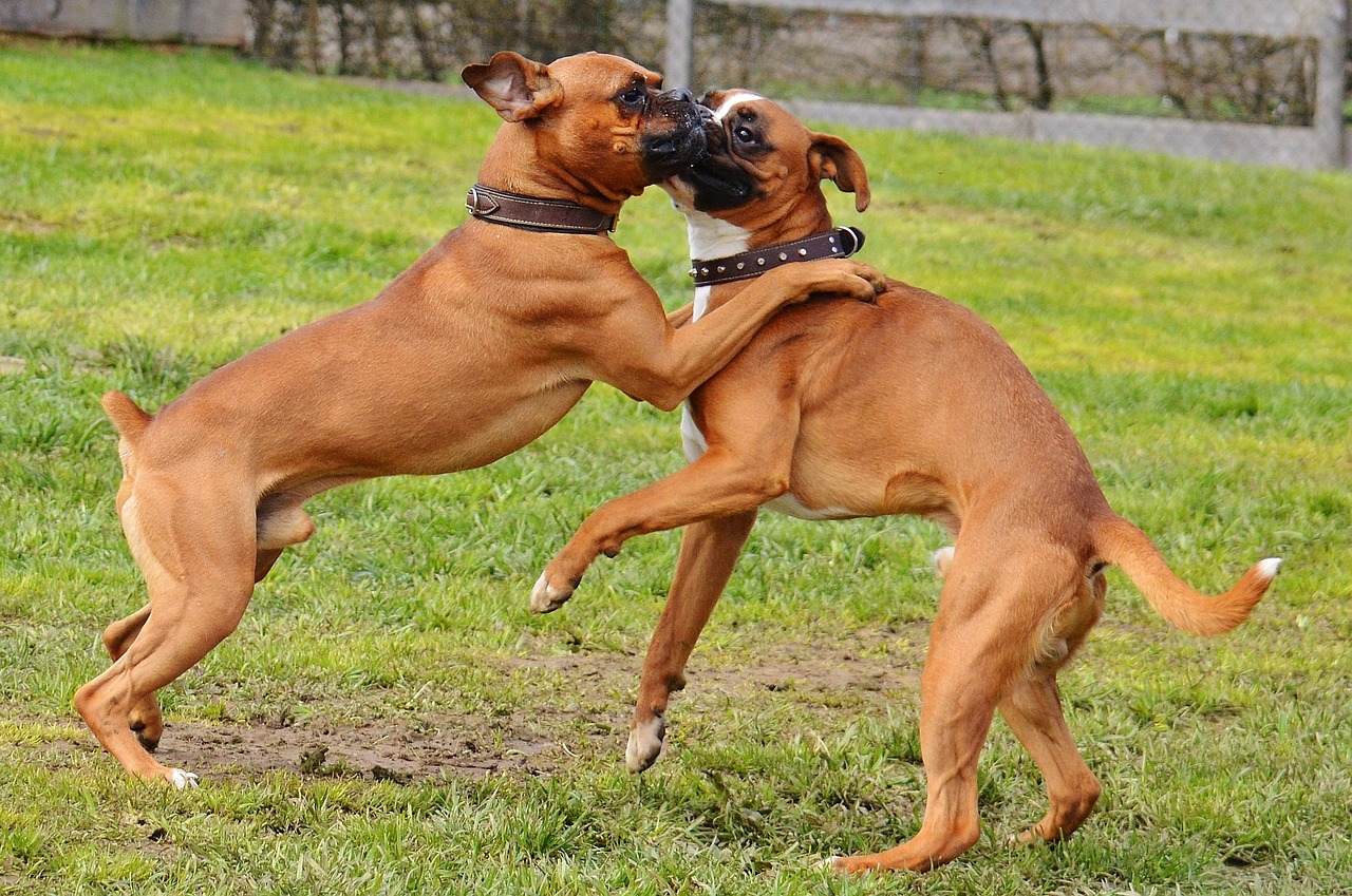 boxer dogs 1321199 1280