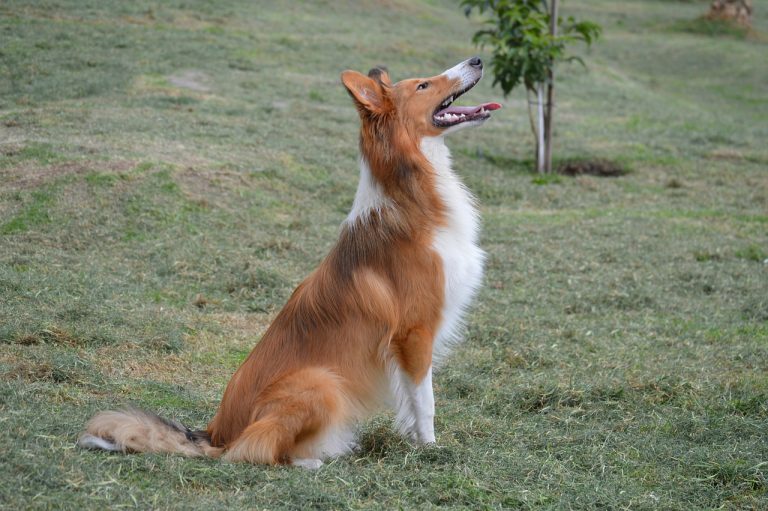 12 Best Dog Breeds for Someone with Autism - iHeartDogs.com