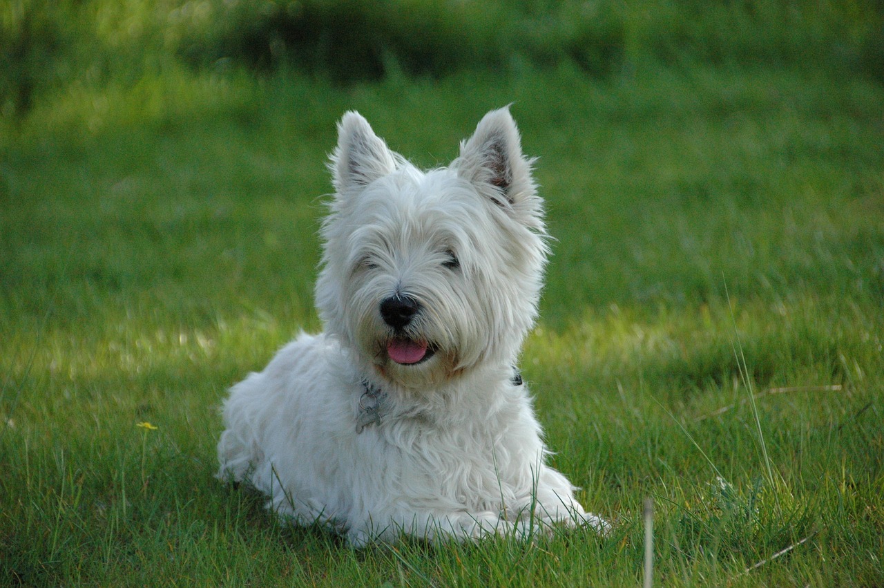 Why is My Westie Not Eating?