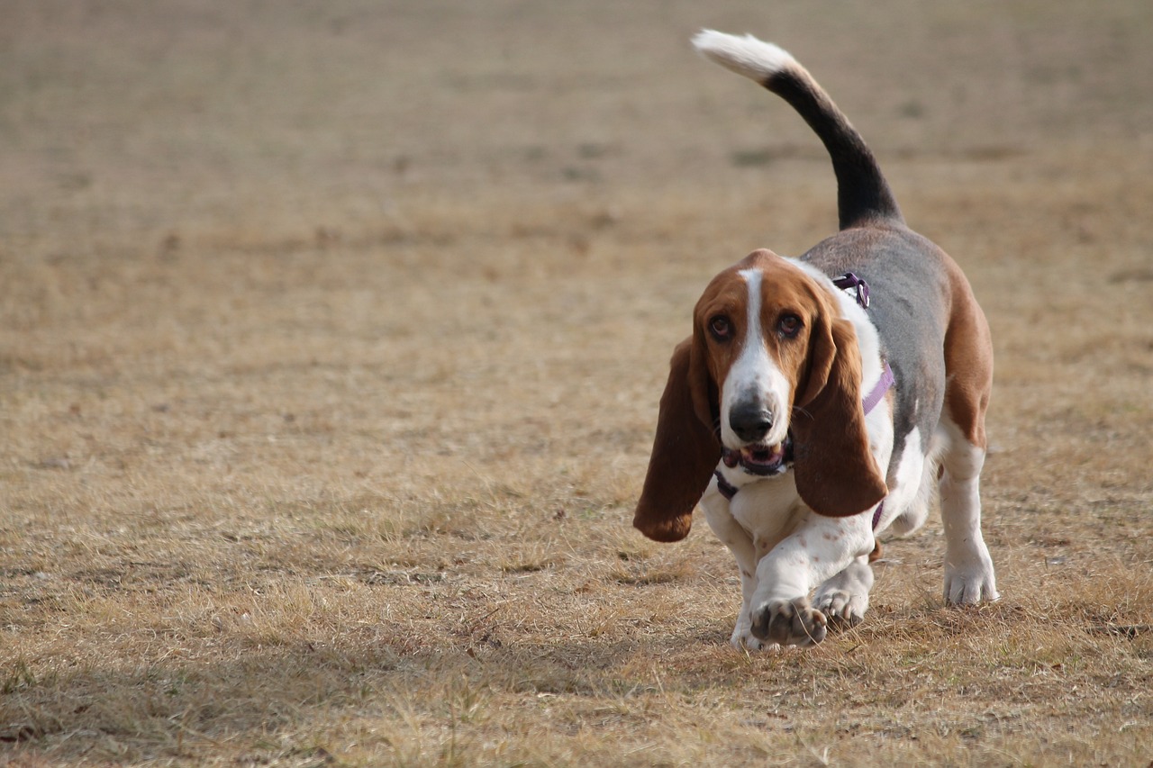 Traveling with a Basset Hound: Tips for Success