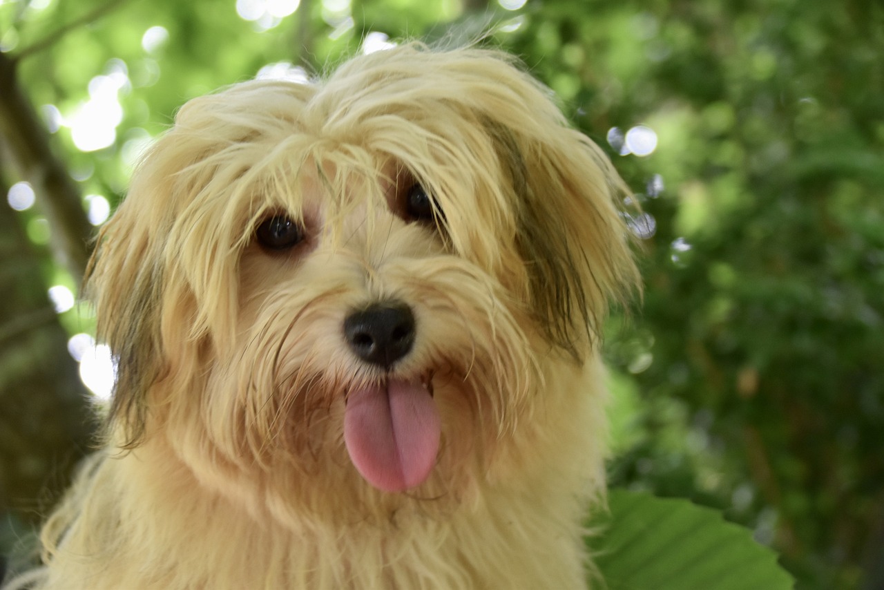 Havanese discount picky eater