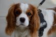 12 Best Dog Breeds for Someone with Autism - iHeartDogs.com