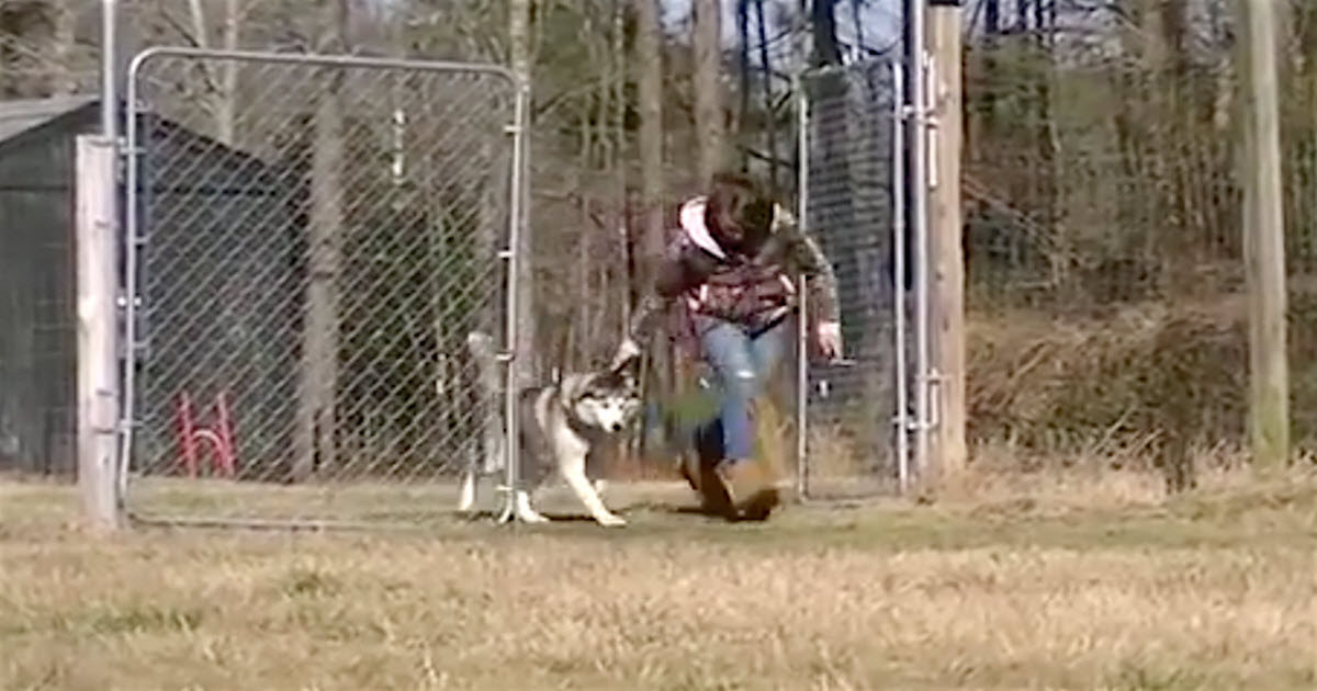 After Spending His Entire Life On A Chain, Biscuit Was Then Shown ‘Empty’ Field