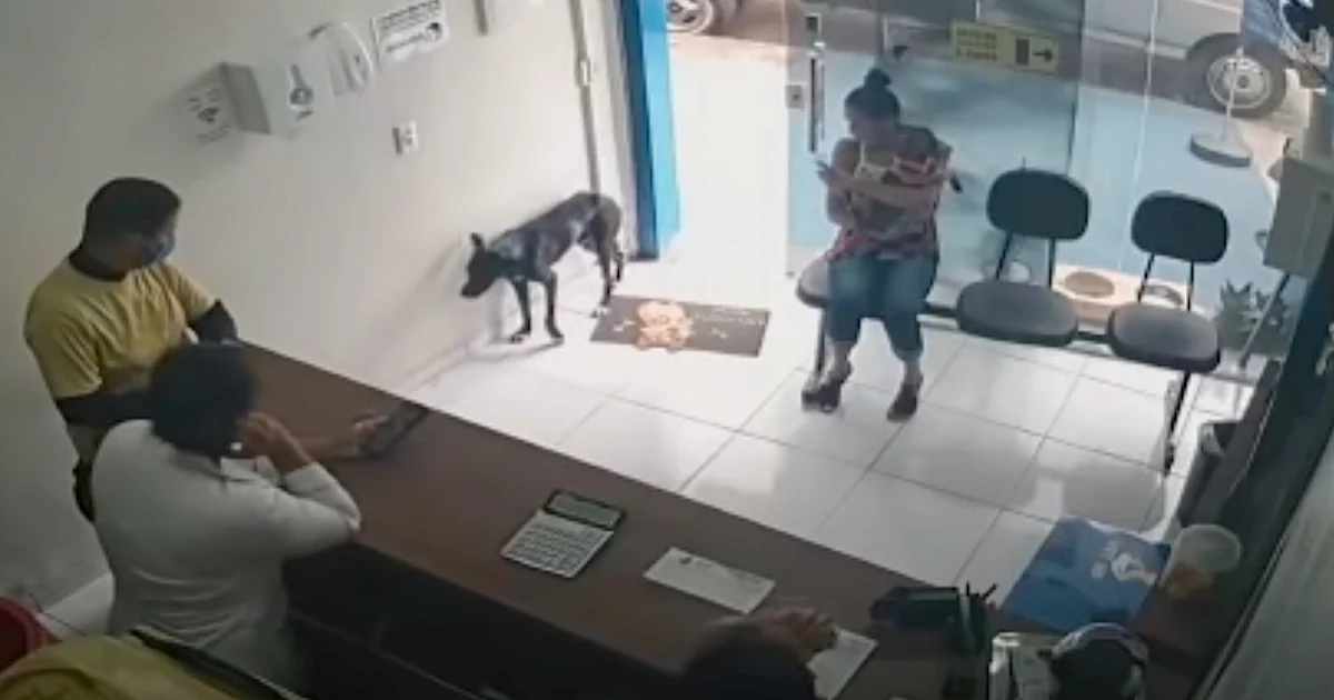 Stray Dog Wanders Into Vet Clinic Unassisted ‘Favoring’ His Front Paw