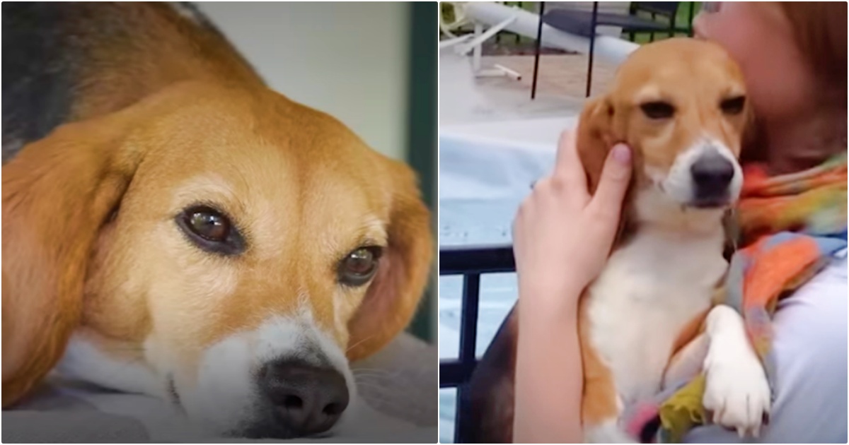 Dog Used For Testing Experiences A Gentle Touch & Grass Beneath Her Feet