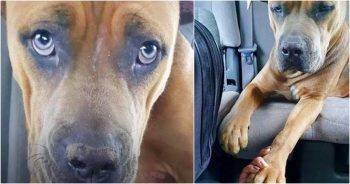 Pittie Wants To Hold Her Rescuer’s Hand As They Drive To The Vet