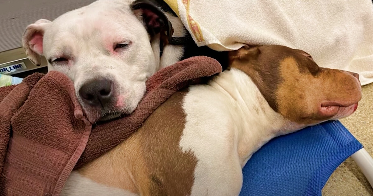 Dog Snuggled Into Her Injured Brother To Feel His Chest Rise And Fall