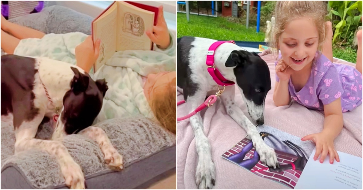 Lady Reads To Her Greyhound When Noises Carry Her Again To The Monitor