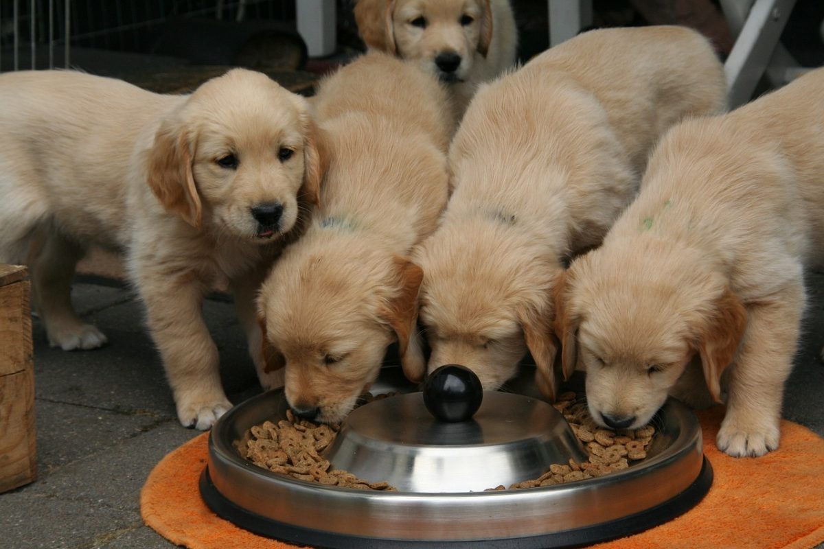 Golden Retriever smiling brightly with gentle excitement for food.