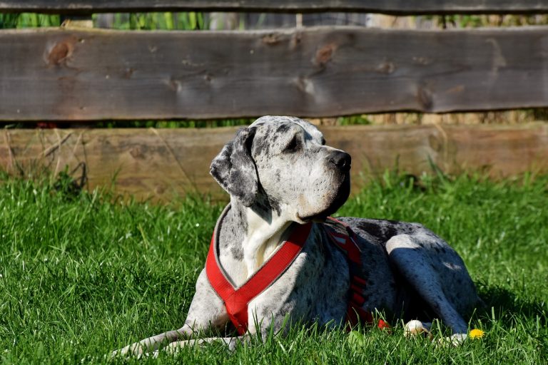 12 Best Dog Breeds for Someone with Autism - iHeartDogs.com