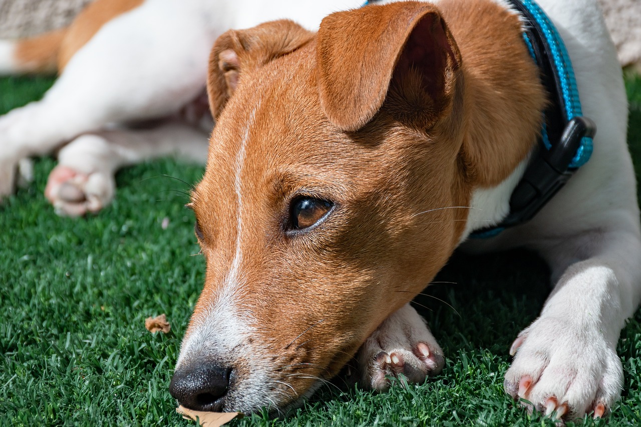 Why is My Jack Russell Not Eating?