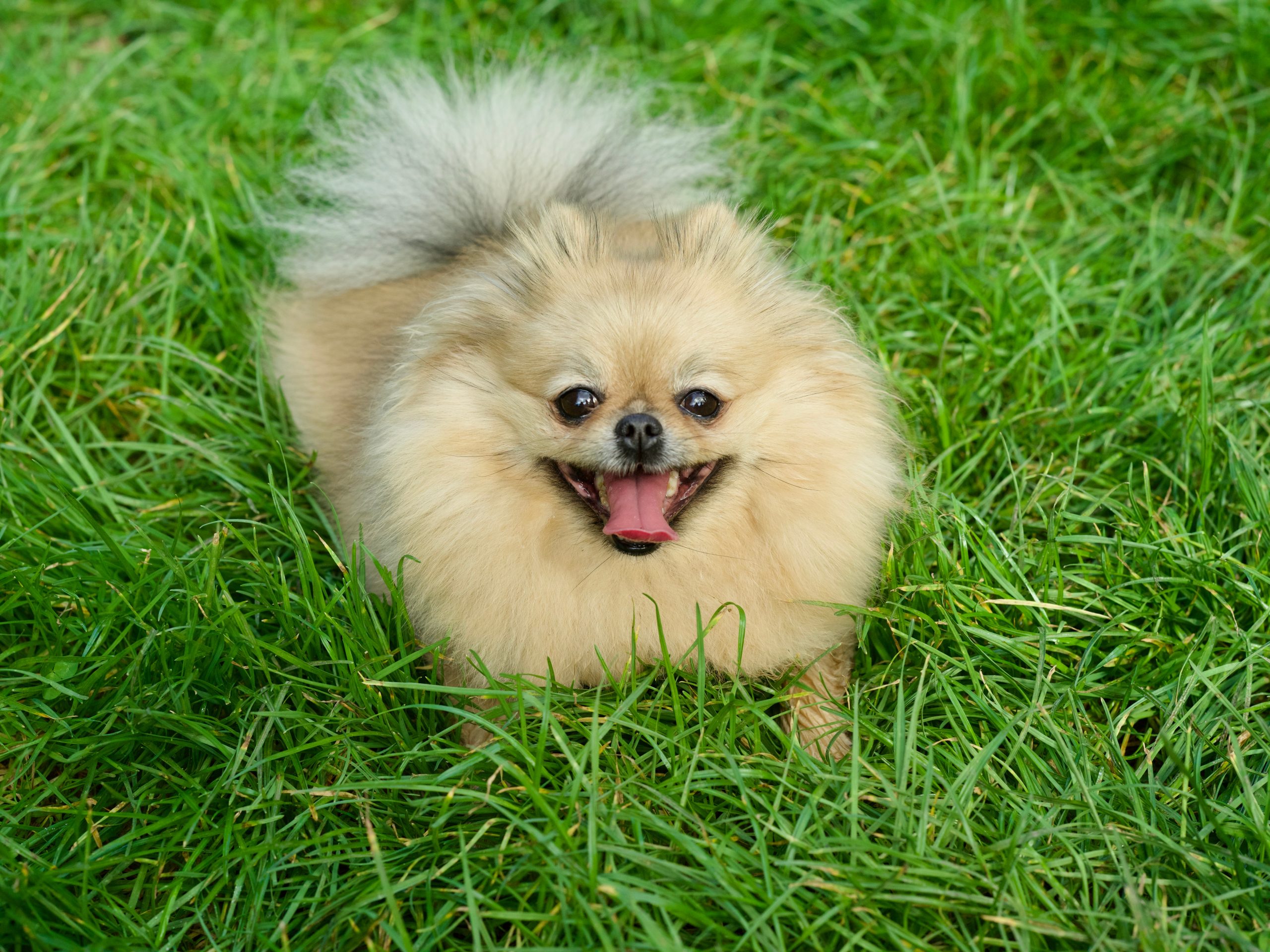 Traveling with a Pomeranian: Tips for Success