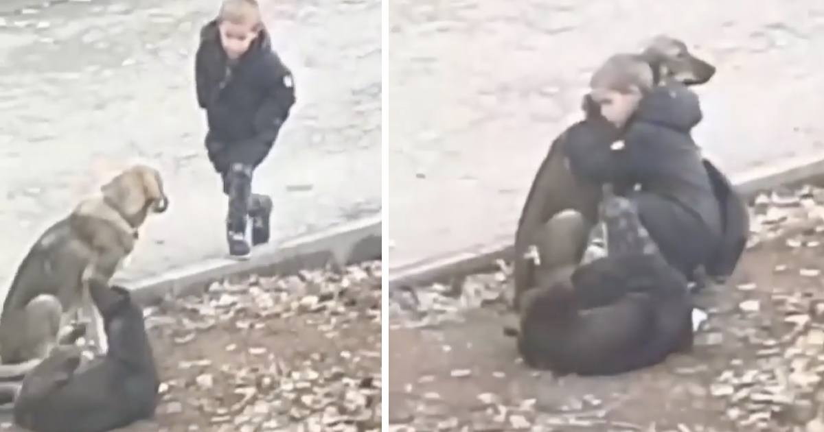 Stranger Sees Little Boy Stopping To Hug Some Street Dogs On His Way To School thumbnail