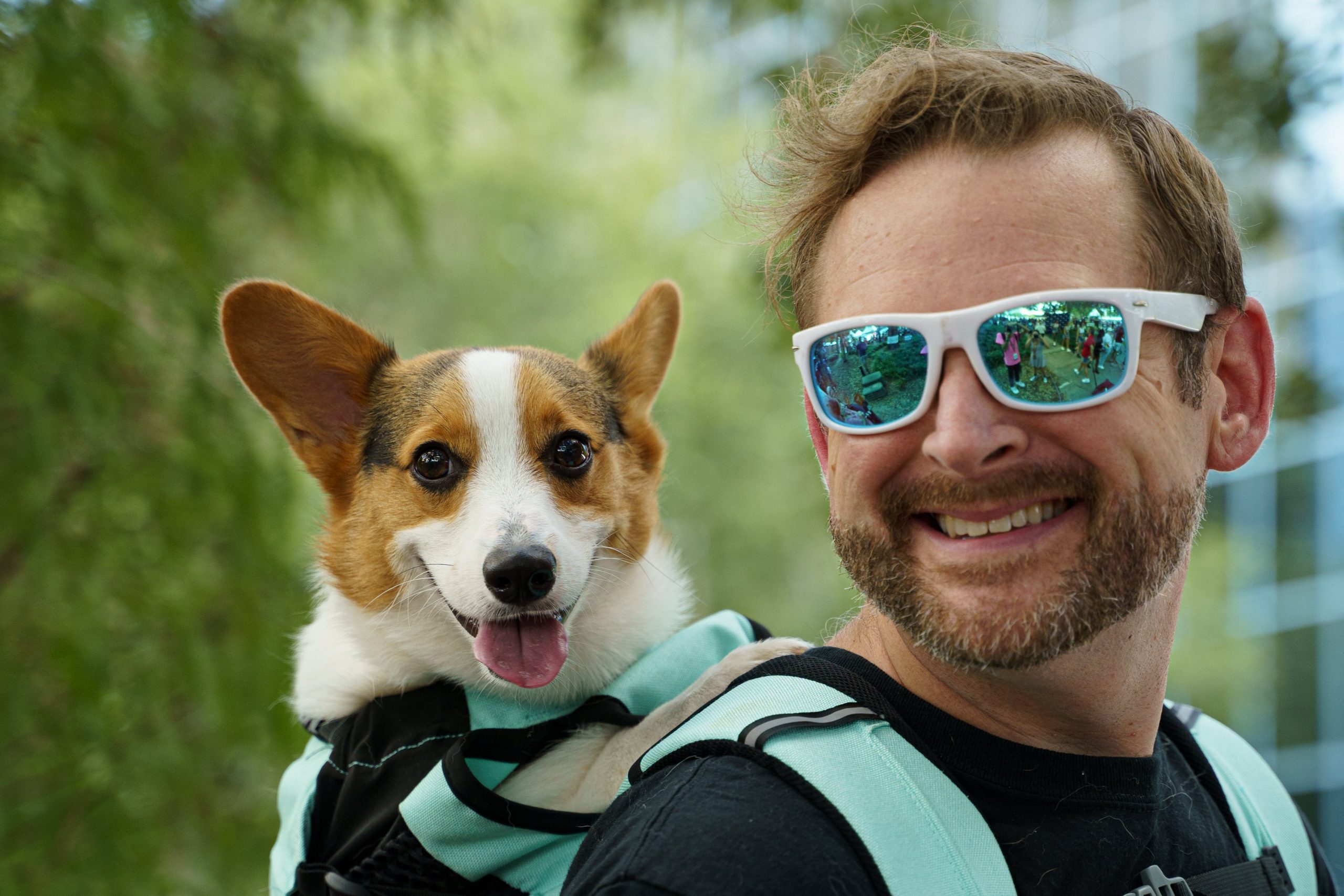 Traveling with a Corgi: Tips for Success