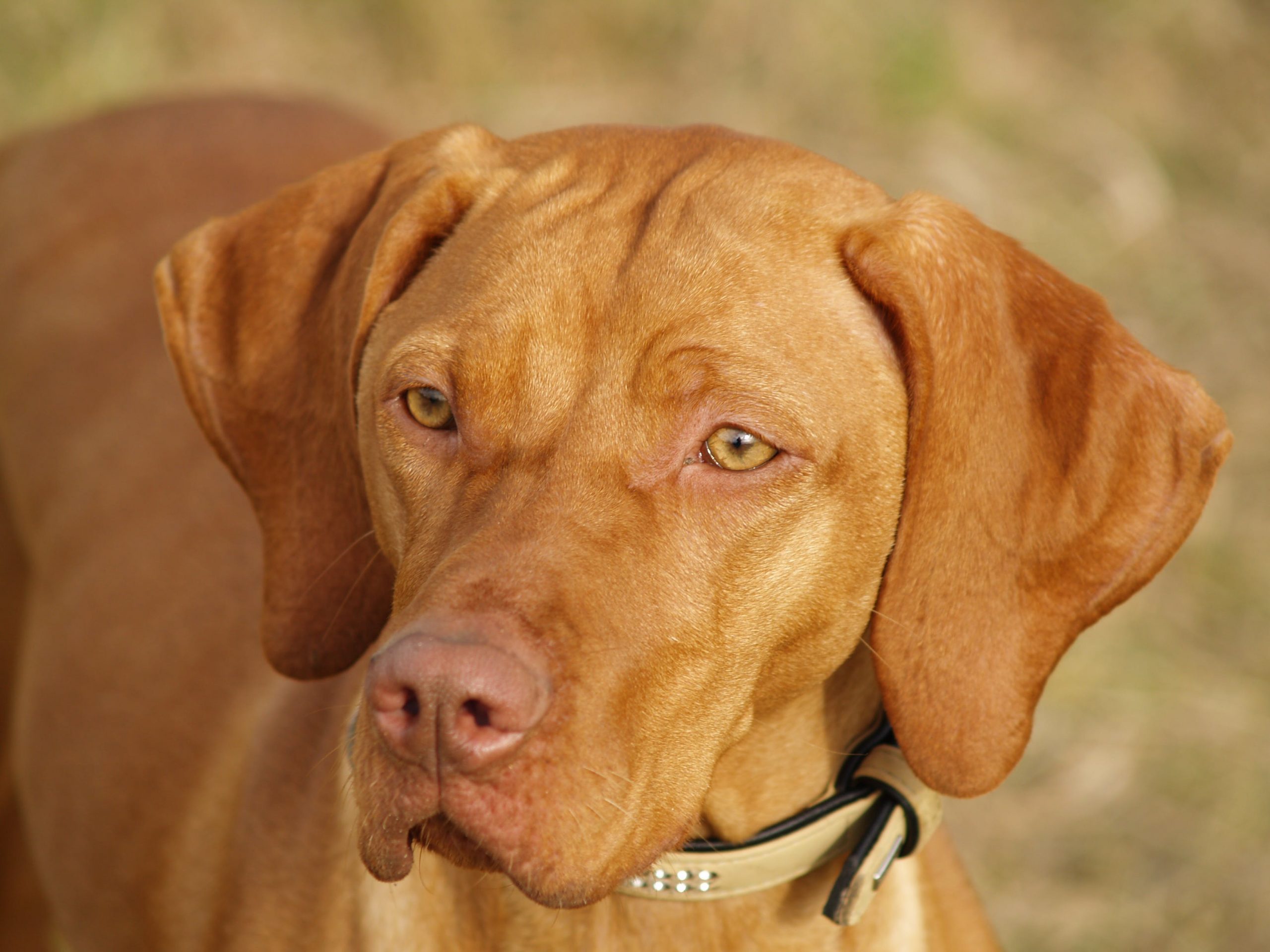 Vizsla 2025 food allergies