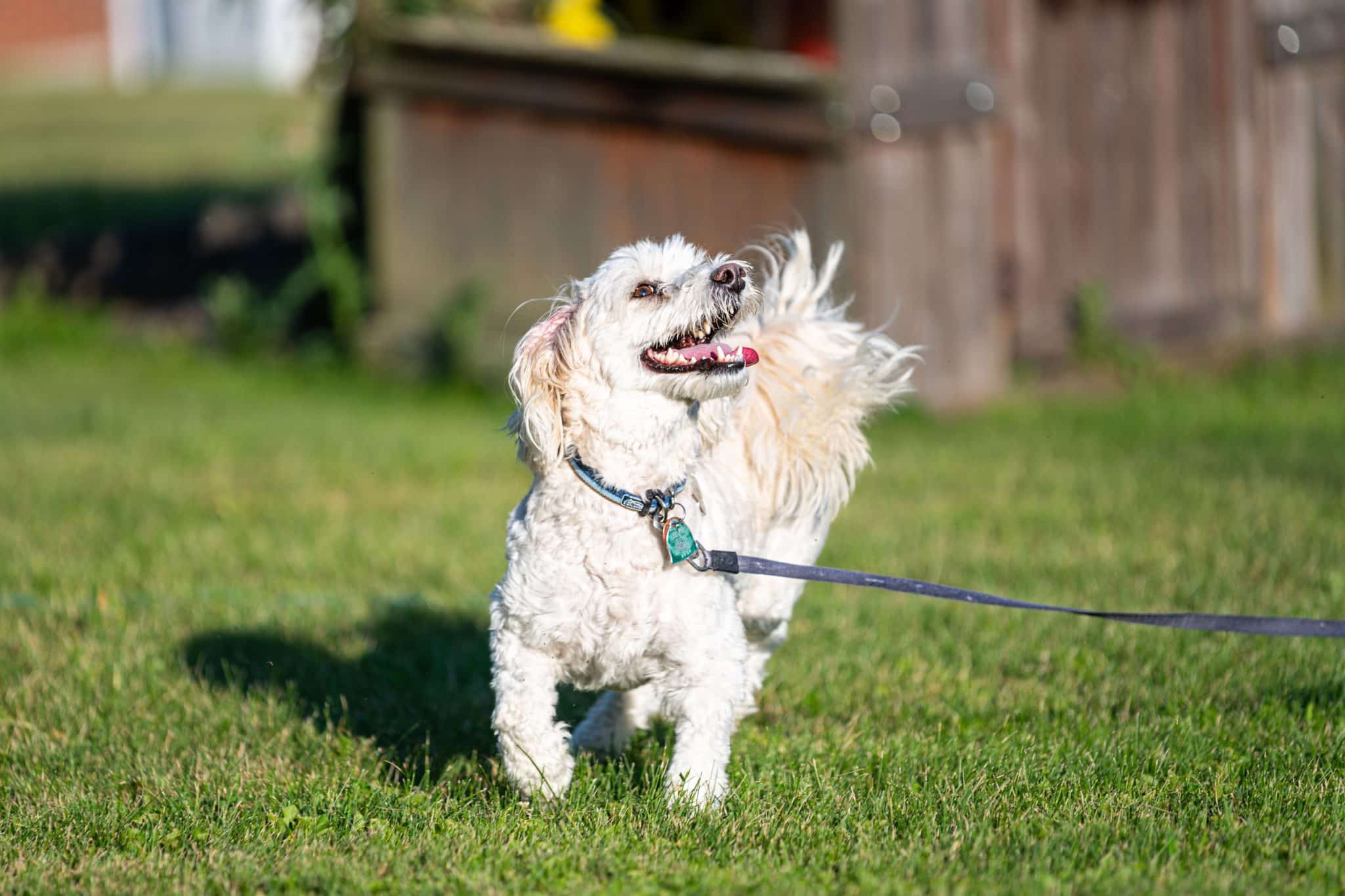 10 Ways To Clean Your Dog’s Teeth Without Making Them Hate You!