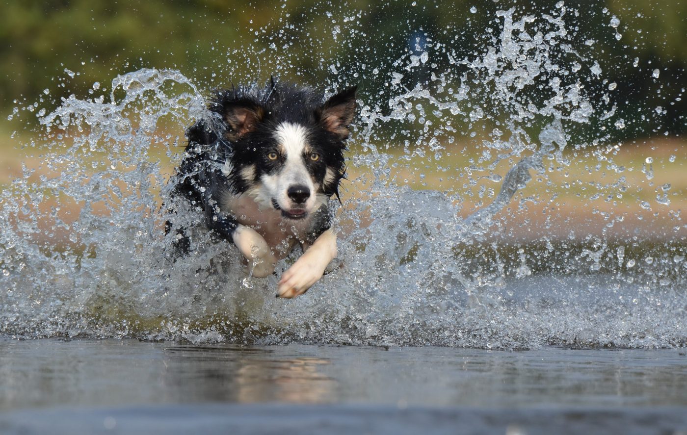 Image showcasing 7 Best Dog Breeds for Beach Lovers - iHeartDogs.com