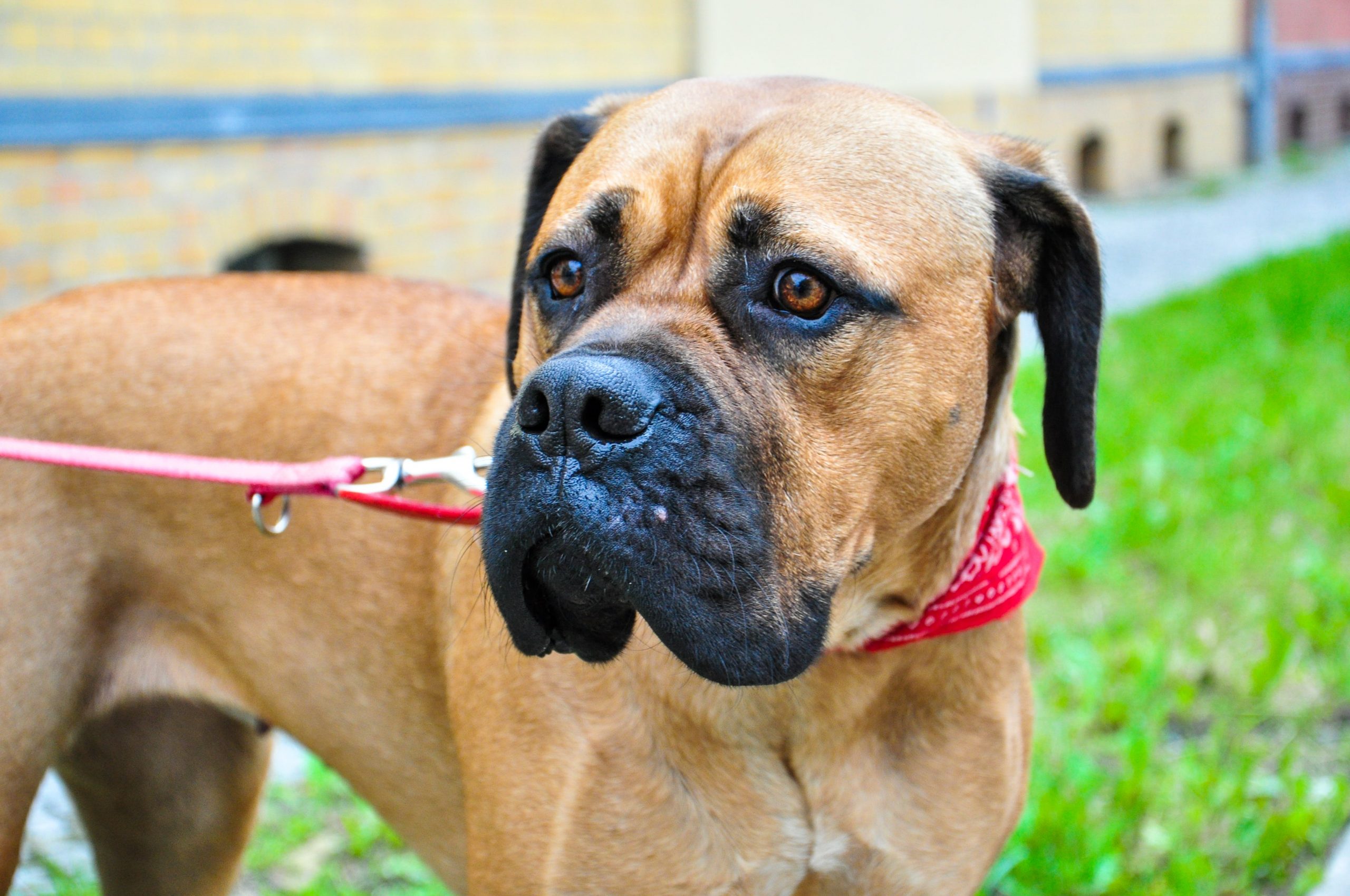 Traveling with a Bullmastiff: Tips for Success